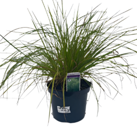 Deschampsia Caespitosa 1Gallon Plant Tufted Hair Grass Palnt Shrubs Live Plant Gr7