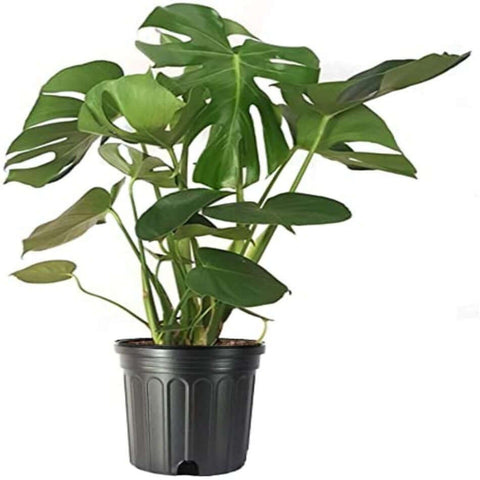 Monstera Deliciosa Split Leaf Philodendron Tree Plant 5 Gallon Ht7 Plant Swiss Cheese Tree 3-5 Ft Tall Best Ht7