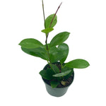 Hoya Australis Hoop Plant 4inches Honey Plant Porcelain Flower Waxvine Plant House Live Plant Ht7