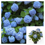 Hydrangea Es The Original 3Gallon Plant Big Leaf Palnt Shrubs Live Plant Ho7