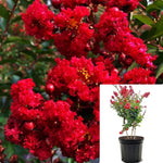 Lagerstroemia Fe Purple Magic 3Gallon Ruffled Red Plant Crape Myrtle Flower Live Plant Ho7