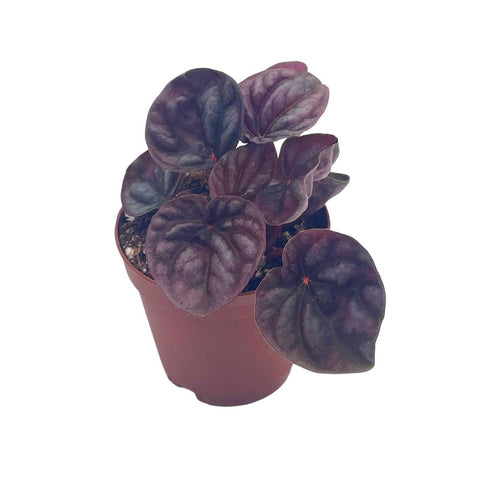 Peperomia Caperata Yunck 4Inches Emerald Ripple Pepper Plant Radiator Pot Caperata Live Plant Ht7