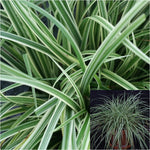 Carex Ornithopoda 1 Gallon Bird'S Foot Sedge Plant Grasses ground covering Live Plant Ht7