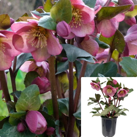 Helleborus Frostkiss Charmer 2 Gallon Plant Hybrid Lenten Roses Hellebores Flower Live Plant Fr7
