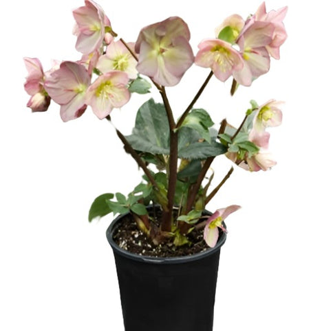 Helleborus Ice Roses Picotee 2 Gallon Plant Snow Winter Rose Lentern Hellebore Flower Live Plant Fr7