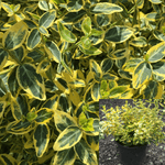 Euonymus Golden 5 Gallon Plant Lime Dwarf Japanese Live Plant Outdoor Gr7
