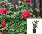 Rosa Mister Lincoln 5Gallon Plant Hybrid Tea Rose Palnt Flower Live Plant Gr7