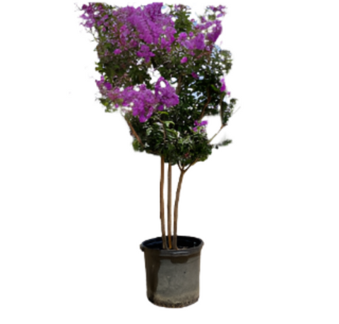 Lagerstroemia Fe Purple Magic Patio 5Gallon Plant Crepe Myrtle Palnt Live Plant Ho7