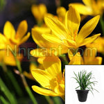 Zephyranthes Citrina 10Packs Of 1Quart Plants Yellow Flower Fairy Lily Live Plant Outdoor Mr7