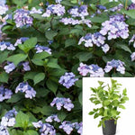 Hydrangea Es Twist Shout 3Gallon Plant Endless Summer Twistn Bigleaf Garden Flower Live Plant Ho7