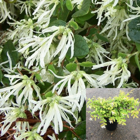 Loropetalum Chinense White 3 Gallon Plant Emerald Snow Chinese Fringe Flower Live Plant Gr7