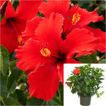 Hibiscus Brilliant 5 Gallon Rosa Sinensis Outdoor Live Plant Fr7