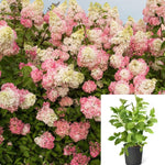 Hydrangea Pan Be Flare 2Gallon Plant Panicle Peegee Paniculata Renba Flower Live Plant Ho7