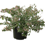 Abelia Kaleidoscope 5Gallon Glossy Plant Shrub Outdoor Live Plant Gr7Fr7