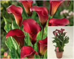 Zantedeschia Royal Valenti 1Gallon Plant Zantedeshia Calla Lilies Palnt Flower Live Plant Gr7