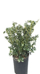 Ilex Red Sky 3 Gallon Chinese Holly Red Plant Horned Plant Burfordii Live Plant Fr7