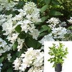 Hydrangea Fe White Diamonds 3Gallon Plant Paniculatas Flower Live Plant Ho7