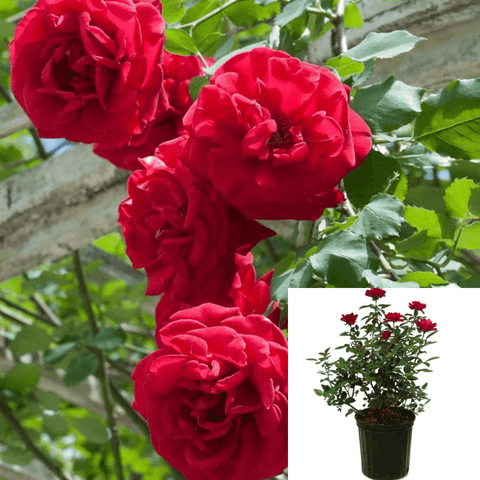 Rosa Cl Don Juan 5 Gallon Red Rose Plant Large Flowered Climbing Climber Ourdoor Gr7