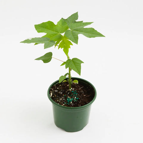 Papaya Plant 4 Inches Pot Pawpaw Plant Melon Tree Live Plant Ht7