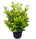 Euonymus Japanese Silver Queen Standard Tree 5Gallon Plant Evergreen Palnt Shrub Live Plant Mr7