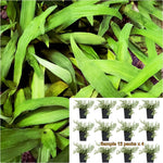 Spider Green 12Pks Of 2Inches Plant Grass Ground Cover Edge Hedge Chlorophytum Capense Ht7