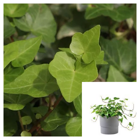 Hedera Helix Greenheart 4 Inches Plant European Ivy Plant English ivy Live Plant Ht7