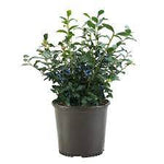 Blueberry Biloxi 2Gallon Plant Ericaceae Vaccinium Corymbosum Blue Southern Highbush Plant Outdoor Fruit Tree Live Plant