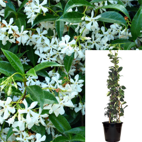 Trachelospermum Jasmin Staked 5Gallon Espalier Jasminoides Star Jasmine White Live Plant Outdoor Gr7