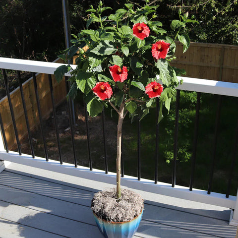 Hibiscus Brilliant Patio 5Gallon Rosa Sinensis Red Live Plant Outdoor Fr7