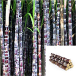 Cutted black Sugarcane Edible Sweet Black Saccharum Sugarcane Tree Officinarum Veggies Live Plant Ht7