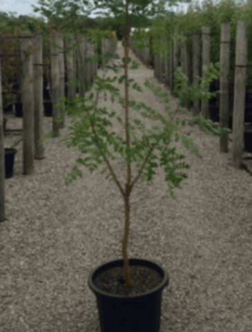 Koelreuteria Bipinnata plant Orange Chinese Flame Tree Live Plant Outdoor Fr7 1Gallon