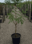 Koelreuteria Bipinnata 5 Gallon Orange Chinese Flame Tree Live Plant Outdoor Fr7