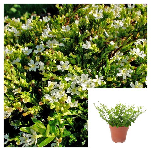 Cuphea Hyssopifolia Alba 10Packs Of 1Quart Plants False Heather Palnt Shrubs Live Plant Mr7