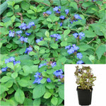 Ceratostigma Plumbaginoides 4Inches Blue Dwarf Plumbago Outdoor Live Plant Ht7