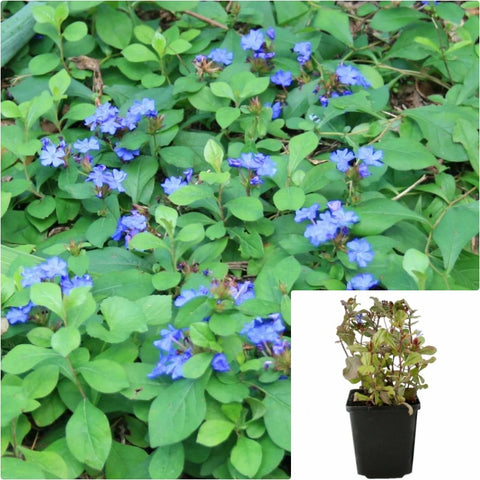 Ceratostigma Plumbaginoides 4Inches Blue Dwarf Plumbago Outdoor Live Plant Ht7