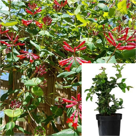 Lonicera Sempervirens Major Wheeler 5 Gallon Honeysuckle Vine Live Plant Outdoor Mr7Ht7