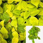 Cordatum Neon Plant Heart Leaf Philodendron Yellow 1 Gallon Pot Live Plant Ht7 Best