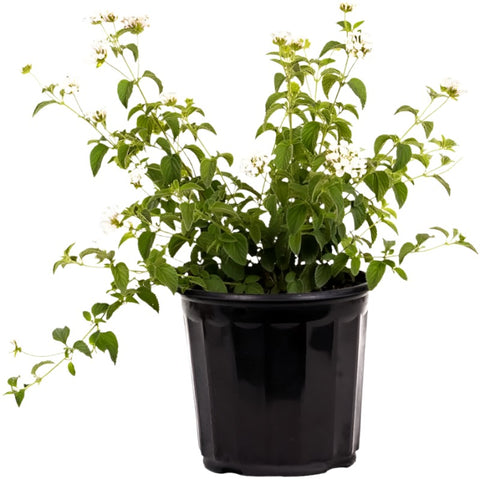 Lantana White 1Gallon Monttrailing Shrub Fr7 Verbenas Lantanas Arch Man Creeping Peren Live Plant