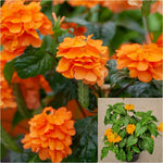 Crossandra Orange 6 Inches Pot Crossandra Plant Firecracker Flower Live Plant Ht7