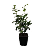 Camellia Kramers Supreme 3Gallon Plant Japonica Kramer Flower Outdoor Live Plant Ho7