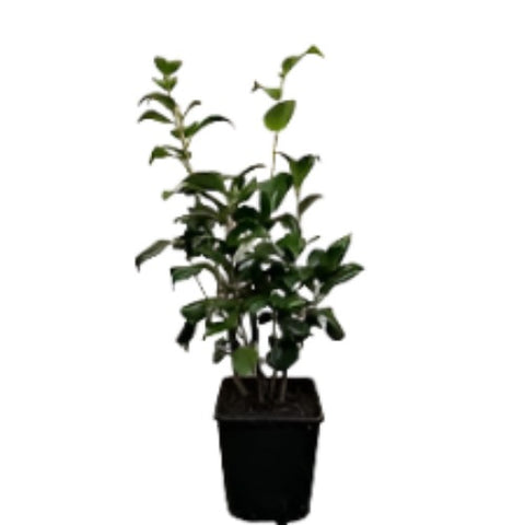 Camellia Kramers Supreme 7Gallon Plant Japonica Kramer Flower Outdoor Live Plant Ho7