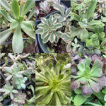 Combo of 6 succulents 4inches Echeveria Dusty Rose & Aeonium arboreum & Phedimus kamtschaticus & Dudleya greenei Rose & Echeveria pulvinata Rose & Aeonium canariense Live plant Ht7