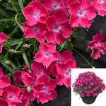 Dianthus Kahori Scarlet 1Quart Plant Dianthus Beauties Kahori Scarlet Plant Carnations Plant Pinks Flower Live Plant Mr7