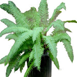 Fern Polystichum Polyblepharum 1Gallon Polystichum Western Sword Green Fern Polystichum Munitum Plant Western Gg7