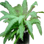 Polystichum Munitum 5Gallon Polystichum Western Sword Green Fern Polystichum Munitum Plant Western Ht7 Gr7