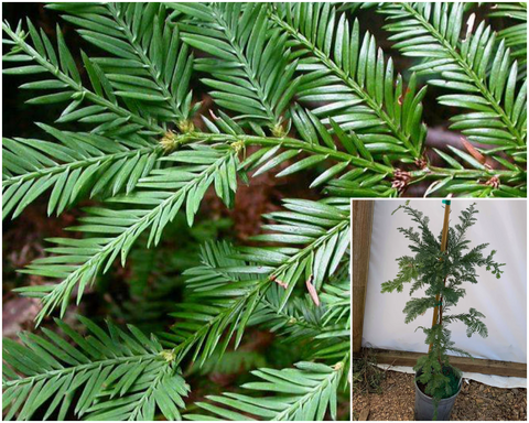 Sequoia Sempervirens Soquel 5Gallon Plant Coast Redwood Palnt Trees Live Plant Gg7