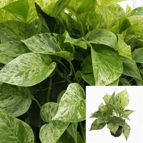 15 Cuttings Epipremnum Aureum Marble Queen Pothos Hanging White Pothos Golden Money Live plant Ht7