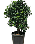 Ficus Black Mission Fig 5Gallon Organic Fruit Tree Carica Franciscana Live Plant Gr7