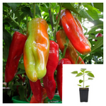Pepper Aji Sivri Chili Plant 1 Gallon Capsicum Annuum Fruit Vegetable Live Plant Ht7