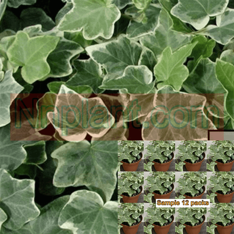 Ivy Eva Variegated Plant 6Packs Of 2Inches Pot Glacier Live Plant Ground Cover Ht7